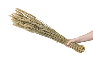 dried-wheat-italian-12.