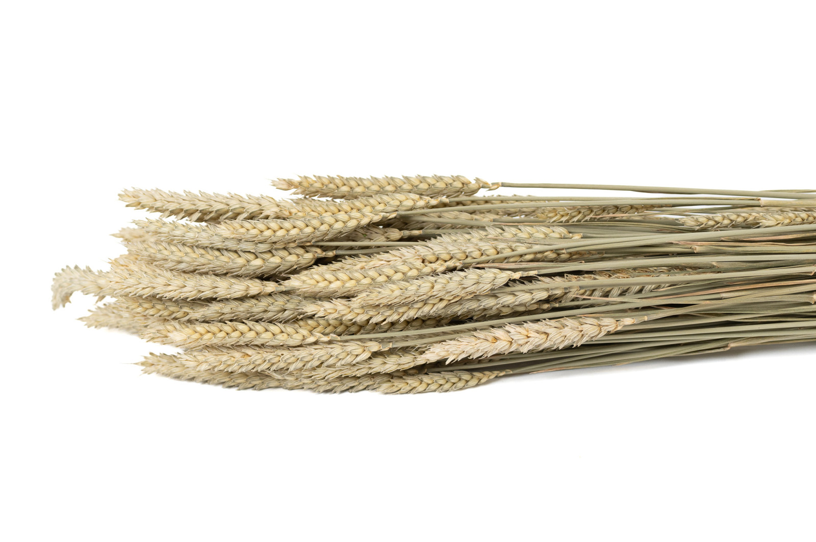 trockene-gerste-italienisch-12