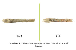 dried-wheat-italian-12.