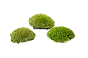 fire-retardant-preserved-pole-moss-5-b.