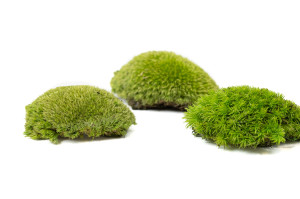 fire-retardant-preserved-pole-moss-5-b.