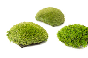 fire-retardant-preserved-pole-moss-5-b.