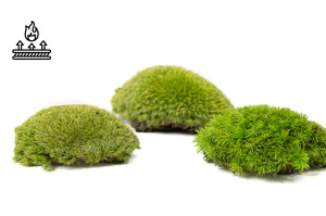 fire-retardant-preserved-pole-moss-5-b.