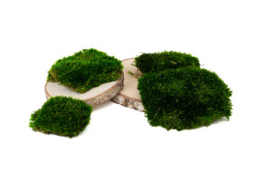 preserved-moss-from-provence-2-b.