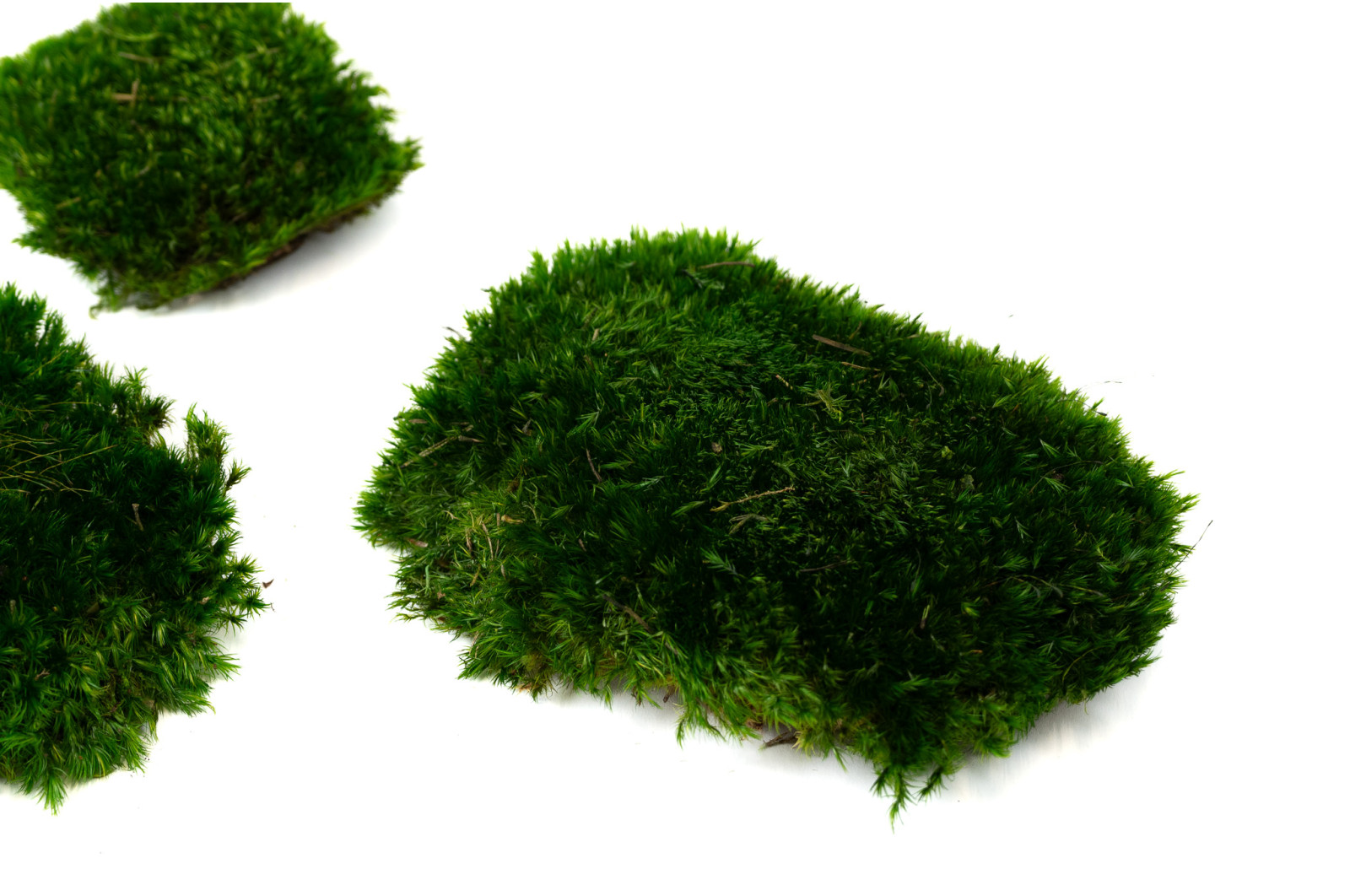 preserved-moss-from-provence-2-b