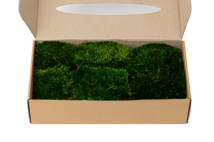 preserved-moss-from-provence-2-b.