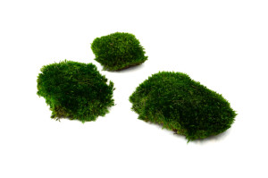 preserved-moss-from-provence-2-b.