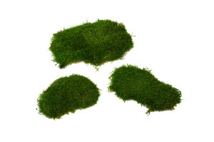 preserved-flat-moss-2-25-kg.