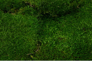 preserved-flat-moss-2-25-kg.