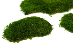 preserved-flat-moss-2-25-kg