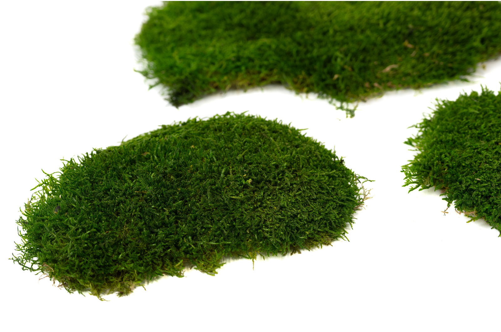 preserved-flat-moss-2-25-kg