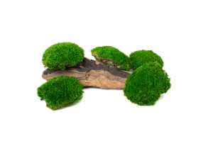 preserved-moss-from-provence-2-b.