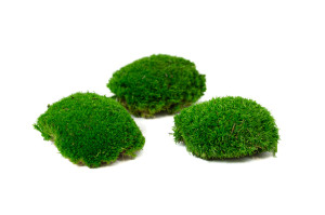 preserved-moss-from-provence-2-b.