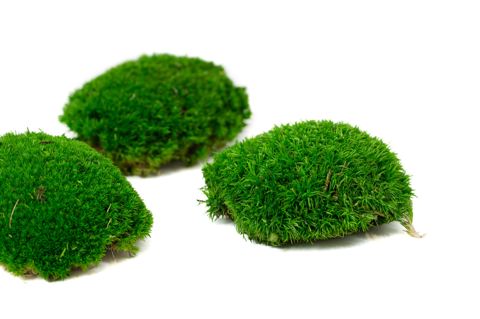 preserved-moss-from-provence-2-b