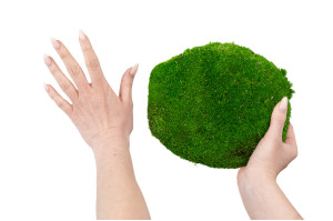 preserved-pole-moss-large-diameter-2-cn.