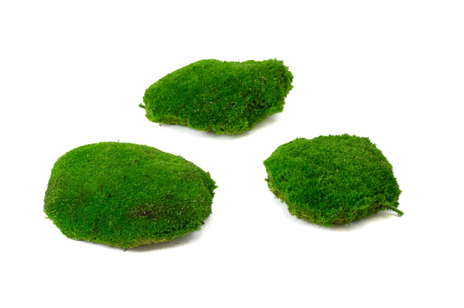 preserved-pole-moss-large-diameter-2-cn