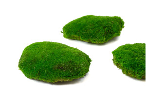 stabilisiertes-kugelmoos-grossem-durchmesser-2-cn.