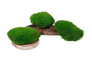 preserved-pole-moss-large-diameter-2-cn.