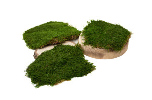 preserved-flat-moss-box-02.