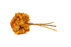 hortensia-stabilise-8.