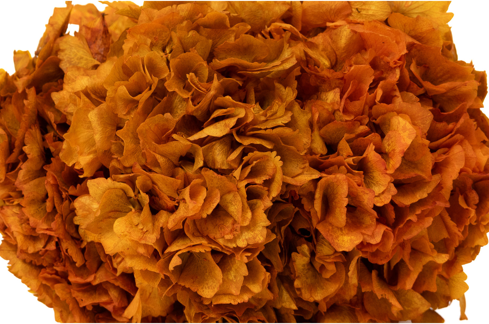 preserved-hydrangea-8