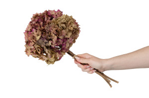 hortensia-stabilise-8.