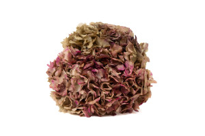 preserved-hydrangea-8.