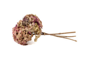 hortensia-stabilise-8.