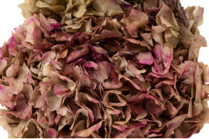 preserved-hydrangea-8.