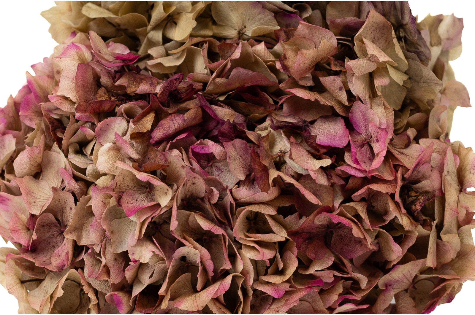 hortensia-stabilise-8