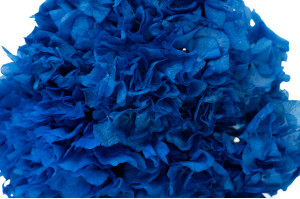 preserved-hydrangea-8.