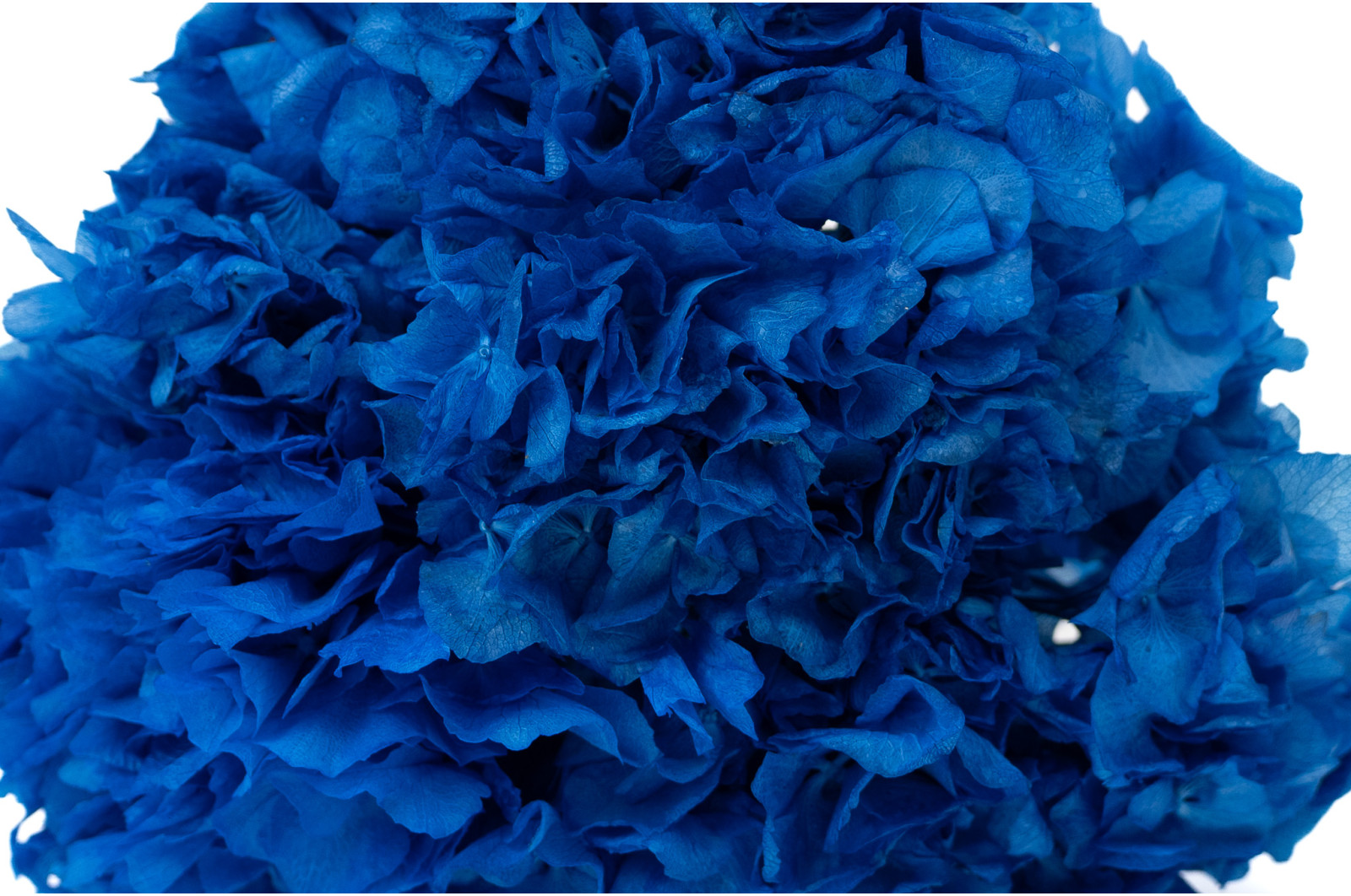 preserved-hydrangea-8