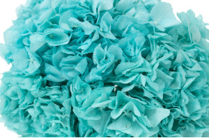 hortensia-stabilise-8.