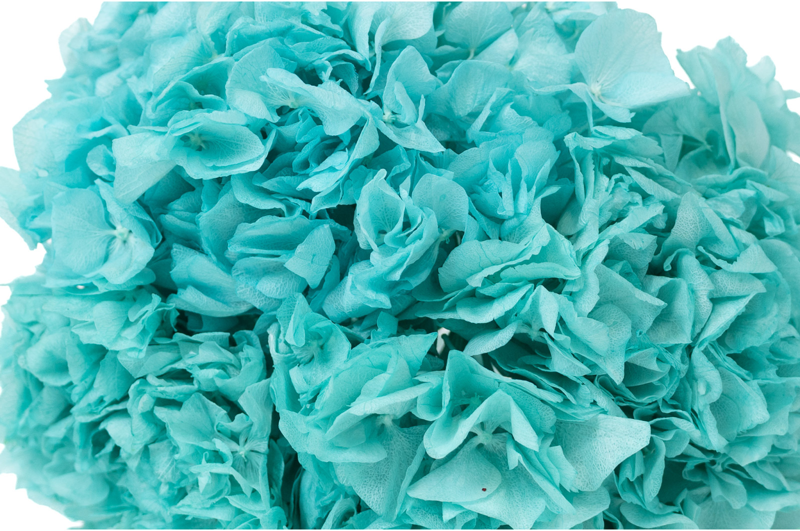 hortensia-stabilise-8