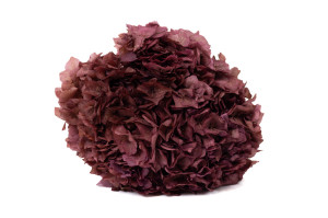 preserved-hydrangea-8.