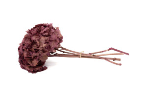 preserved-hydrangea-8.