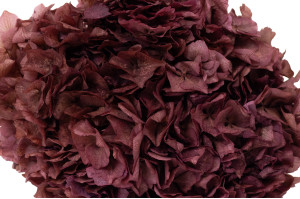 preserved-hydrangea-8.