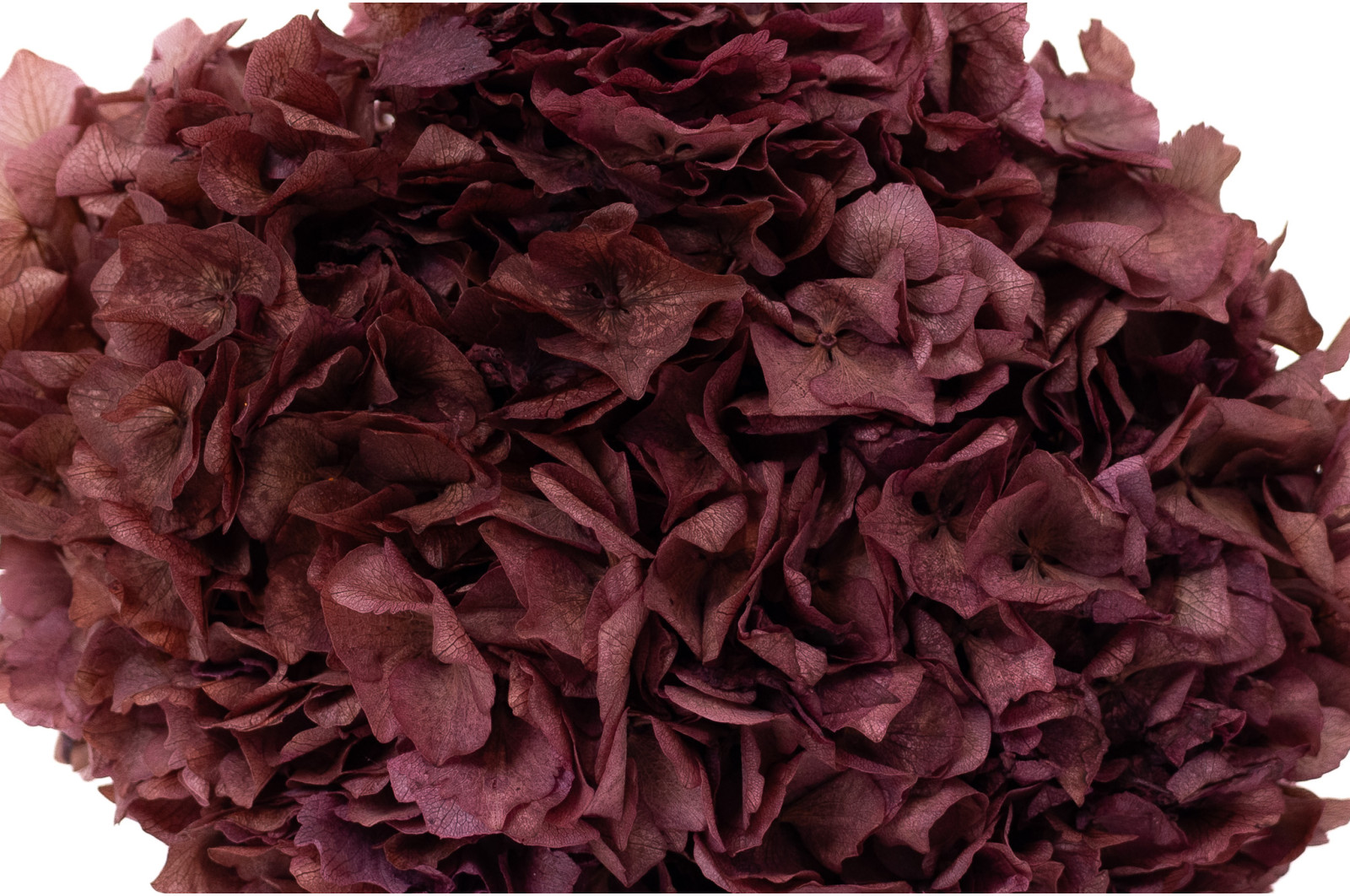 hortensia-stabilise-8
