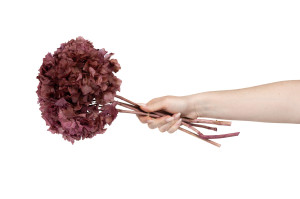 hortensia-stabilise-8.