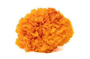 hortensia-stabilise-8.