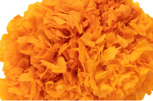 hortensia-stabilise-8.