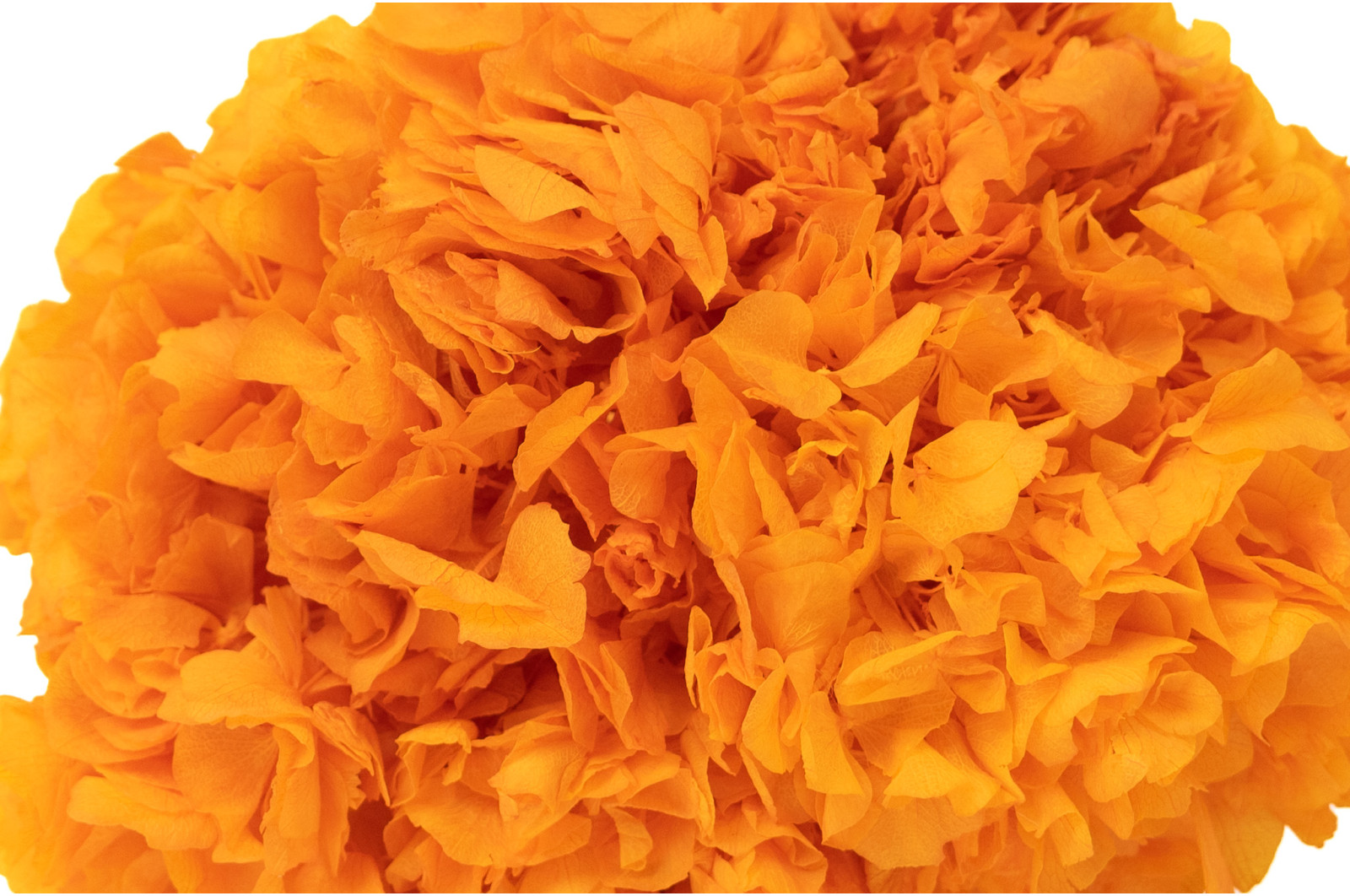 hortensia-stabilise-8