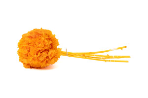 hortensia-stabilise-8.