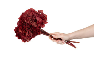 hortensia-stabilise-8.