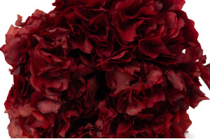 hortensia-stabilise-8.