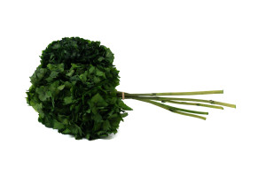 hortensia-stabilise-8.