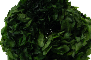 hortensia-stabilise-8.