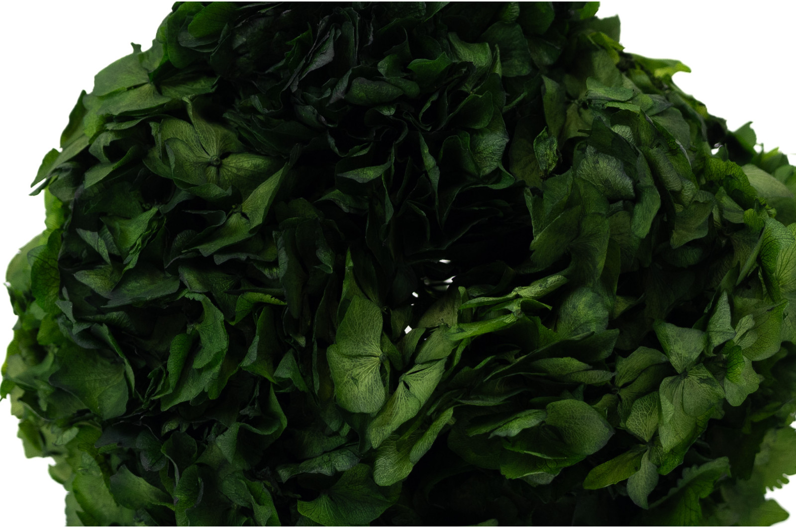 preserved-hydrangea-8