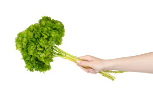 hortensia-stabilise-8.