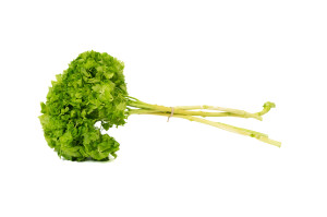 hortensia-stabilise-8.